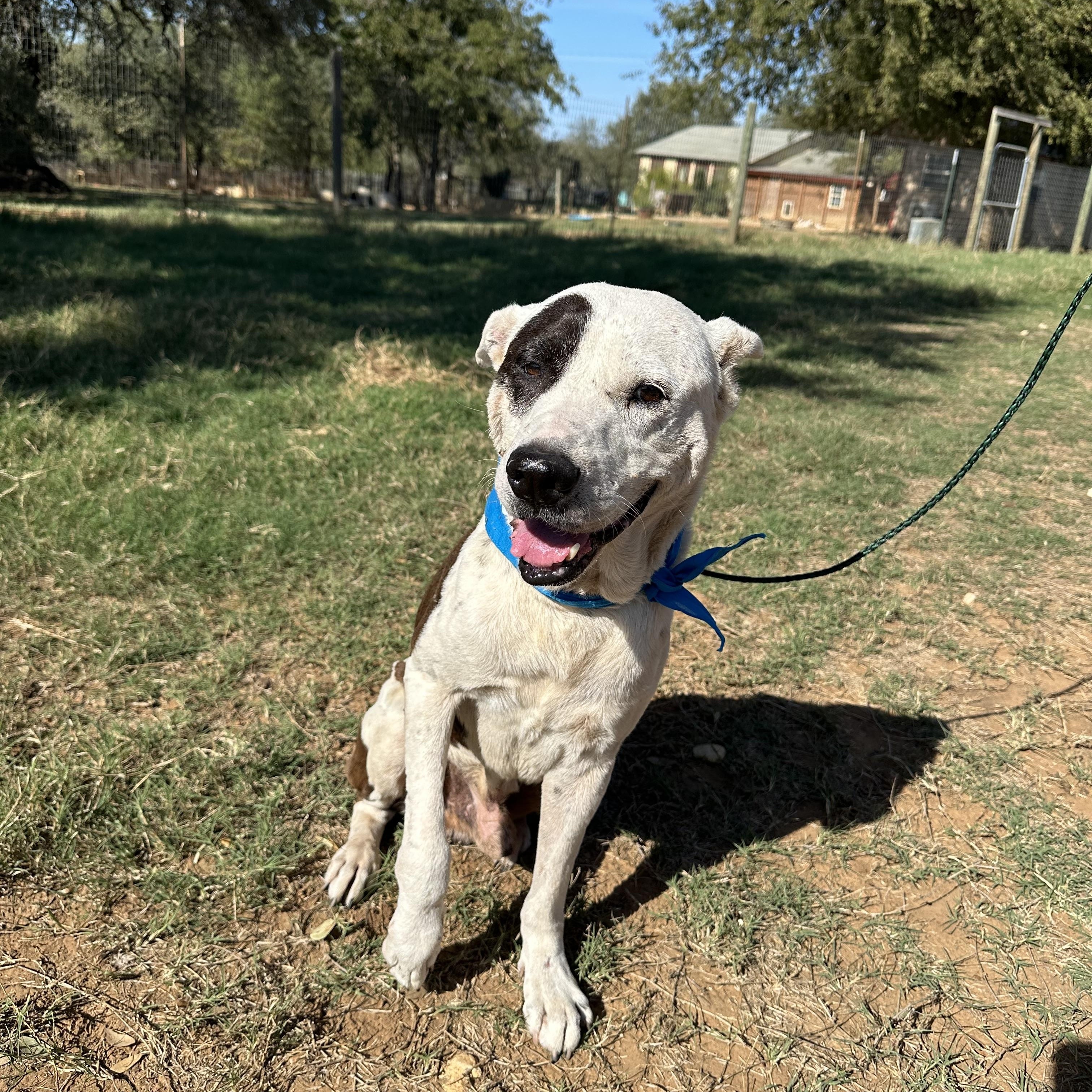 Enlarge Sam Houston, a Adoptable mixed breed in Seguin, TX image 6/6