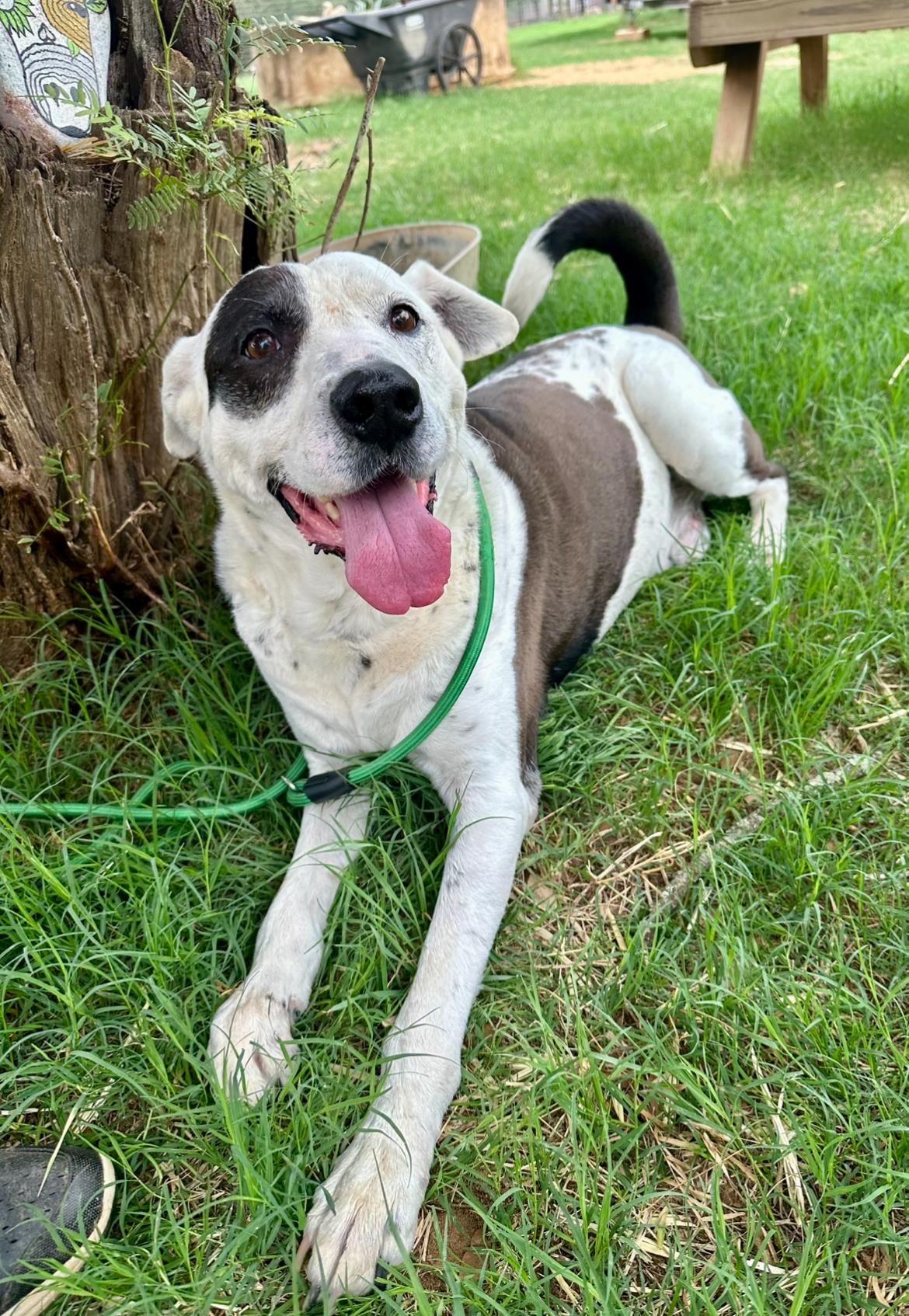 Enlarge Sam Houston, a Adoptable mixed breed in Seguin, TX image 1/6