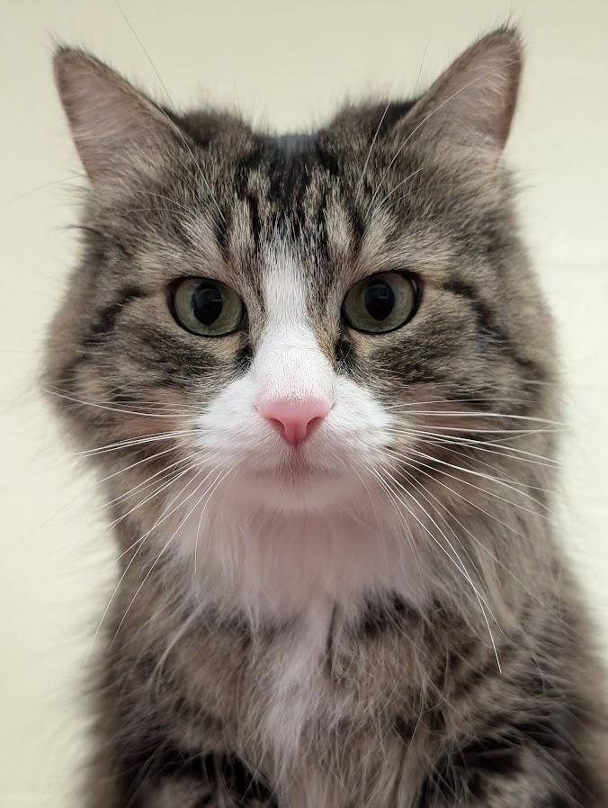 Bella, Adoptable, Adult Female Domestic Medium Hair.