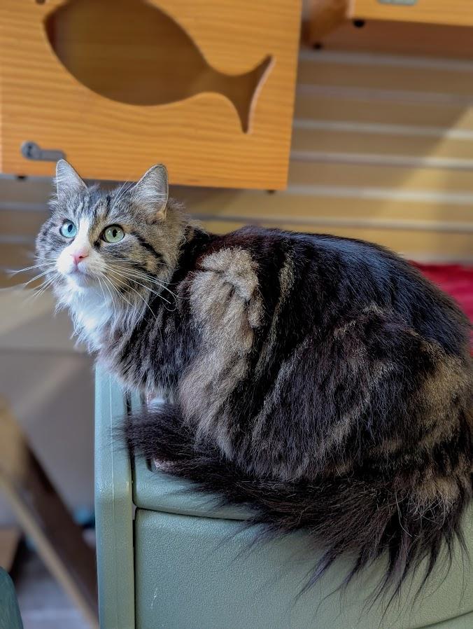 Bella, a Adoptable Domestic Medium Hair in Coquitlam, BC image 3/3