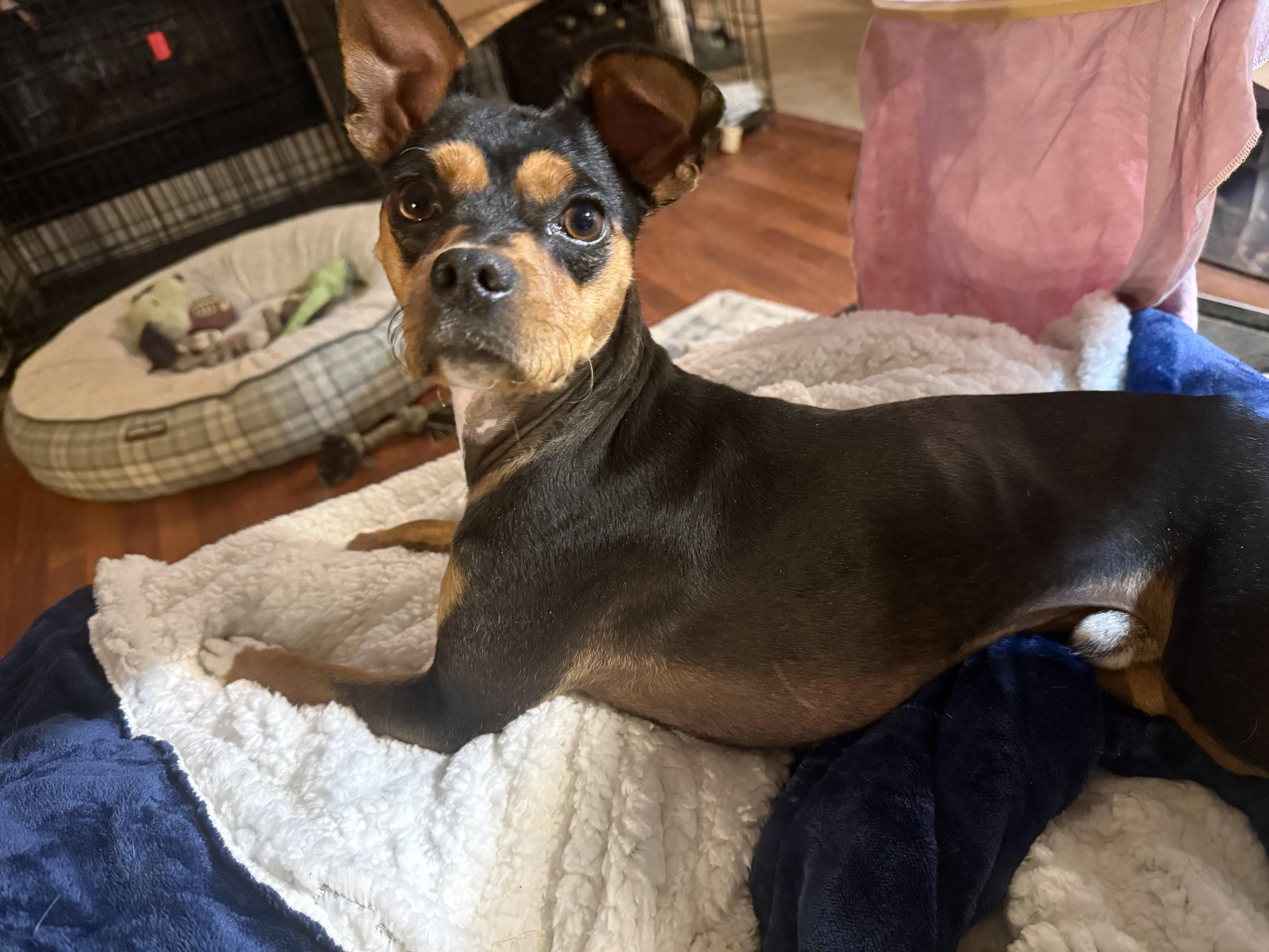 Cooper, adopted, Young Male Miniature Pinscher.
