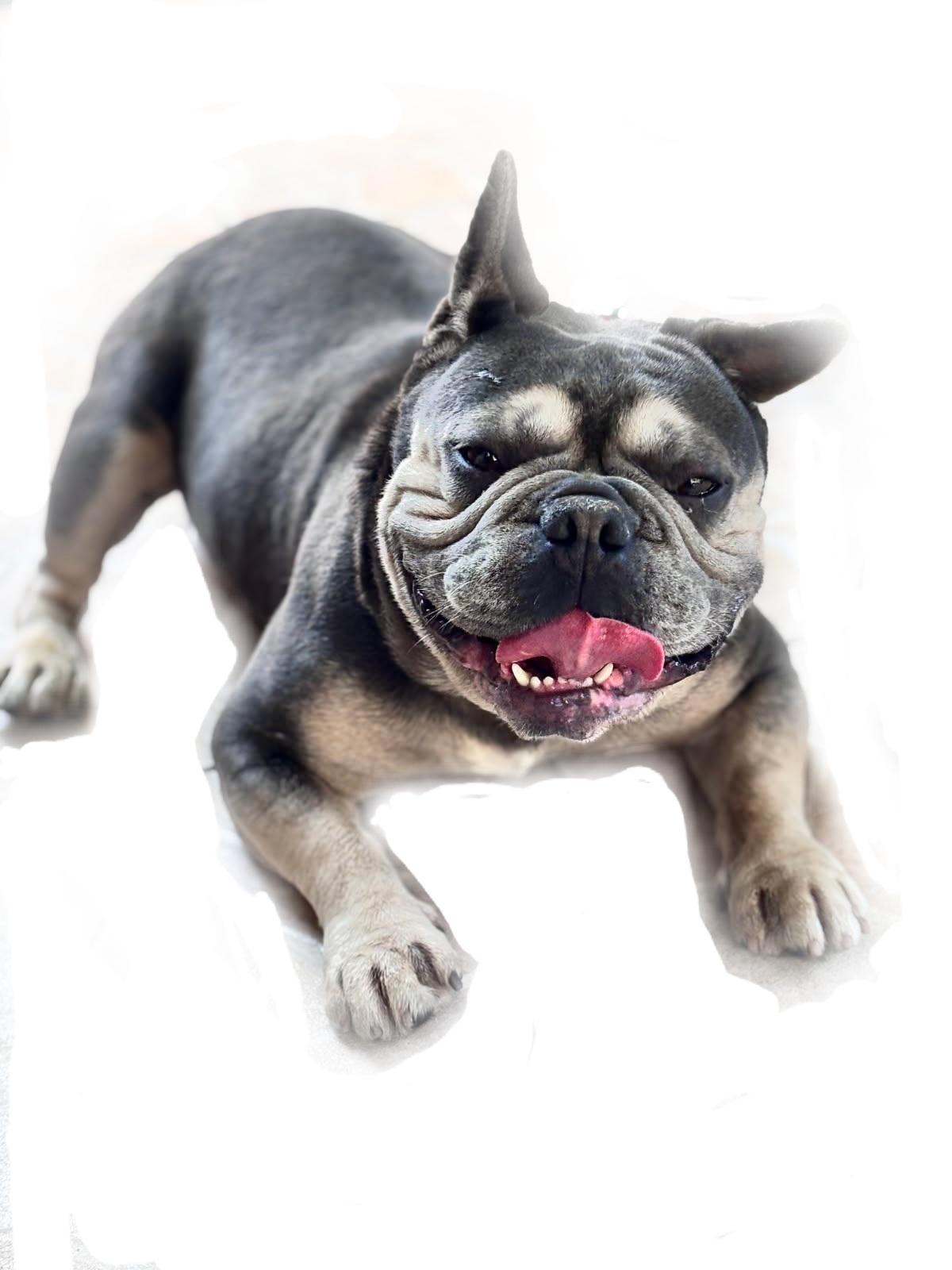 François Frenchie!