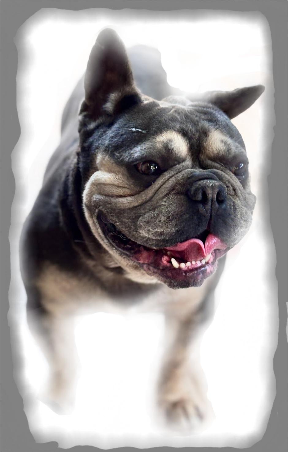 François Frenchie!