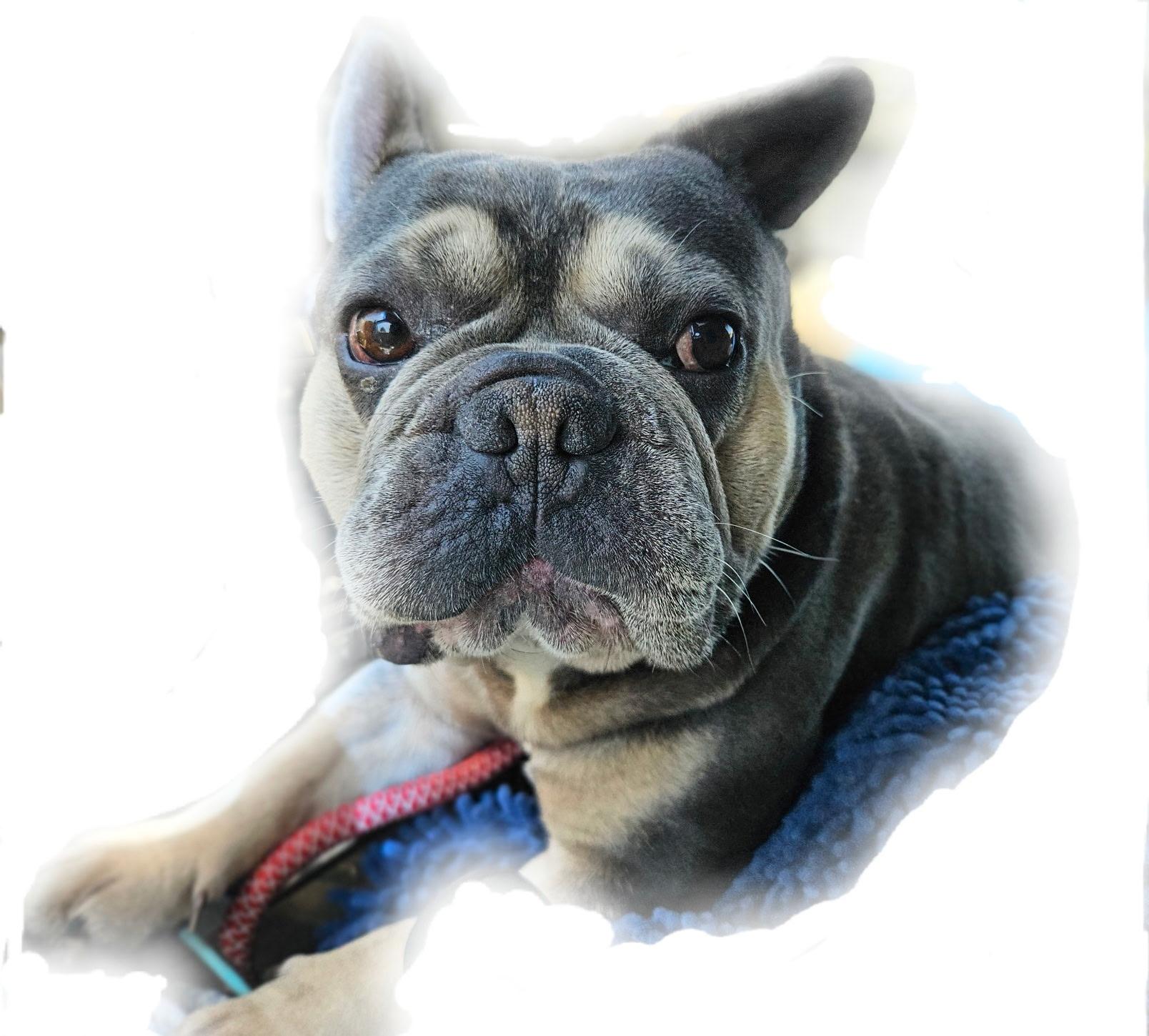 François Frenchie!