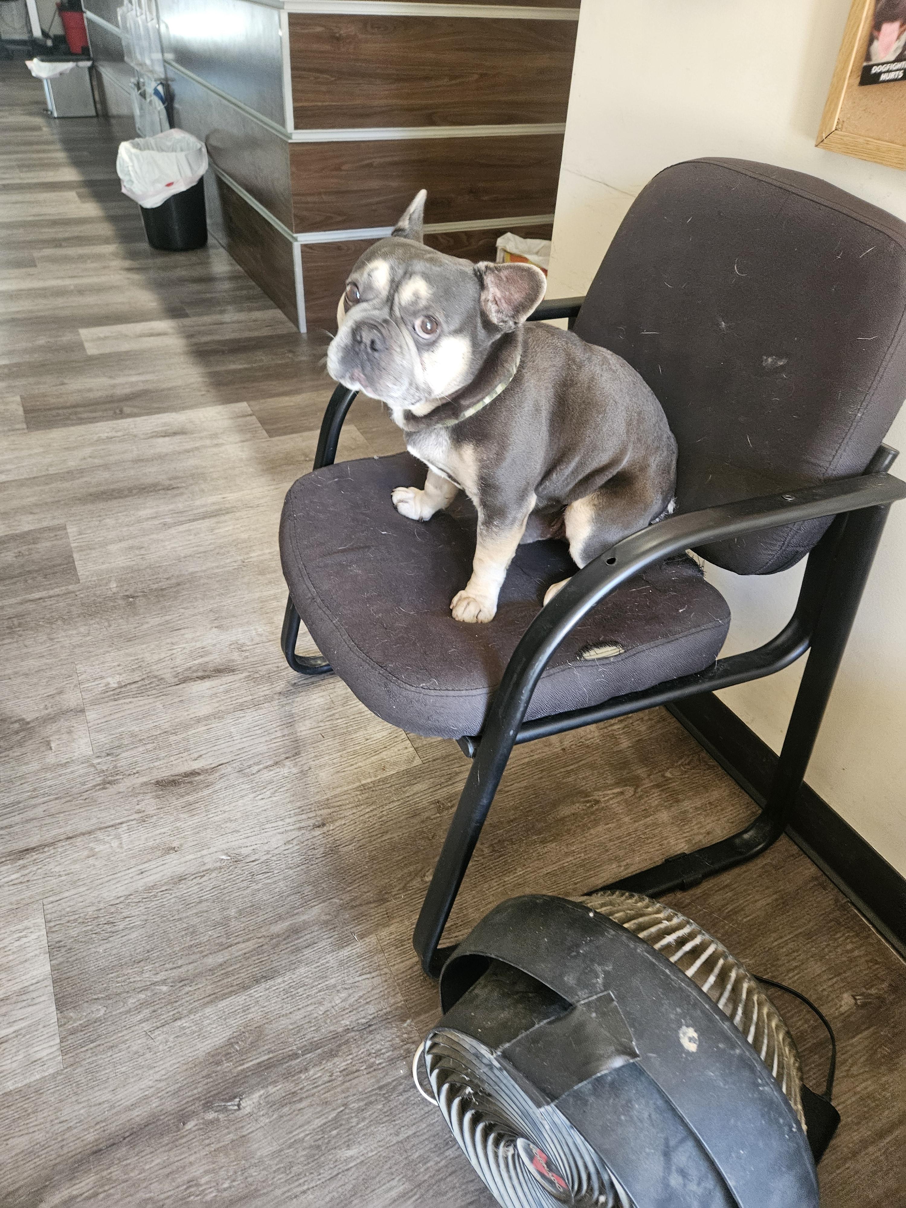 François Frenchie!