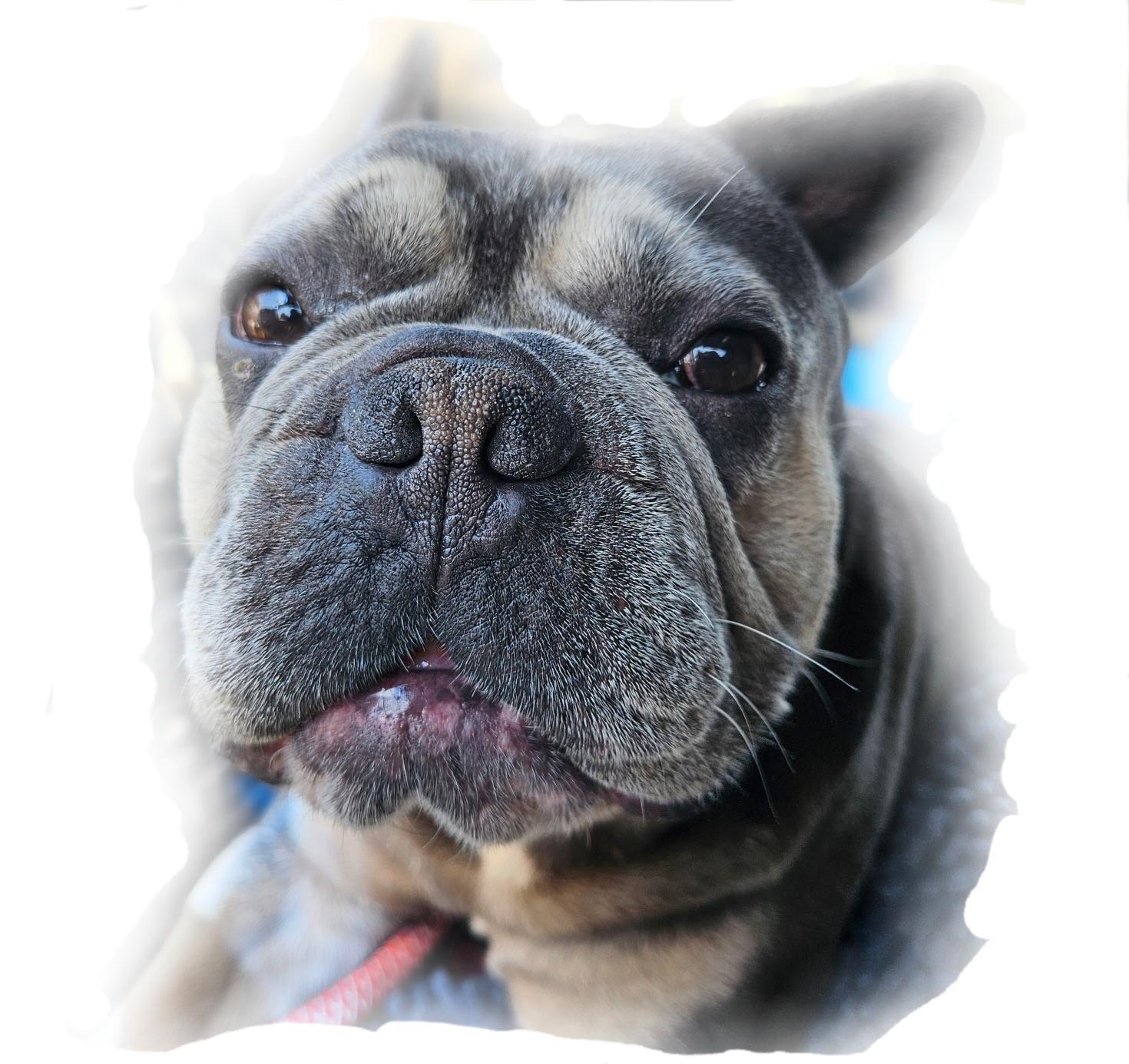 François Frenchie!