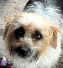 Jasmine, Adoptable, Adult Female Silky Terrier.