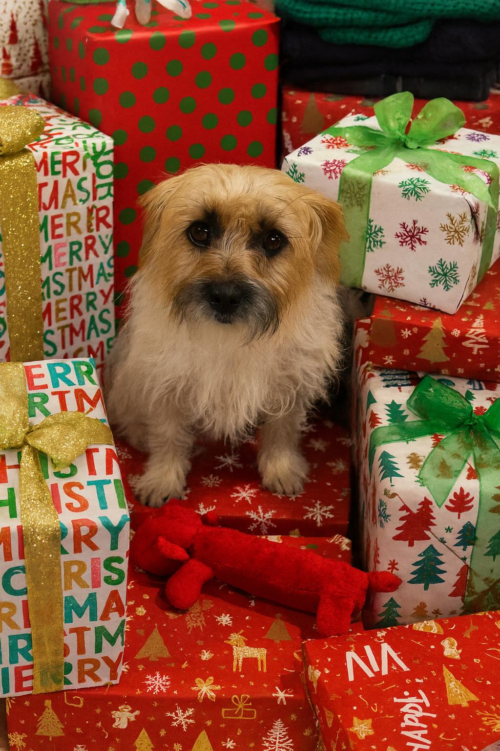 Jasmine, Adoptable, Adult Female Silky Terrier.