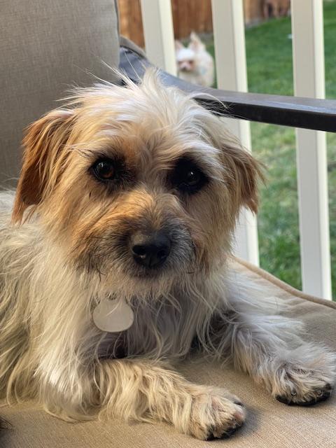 Jasmine, a Adoptable Silky Terrier in Salt Lake City, UT image 3/6