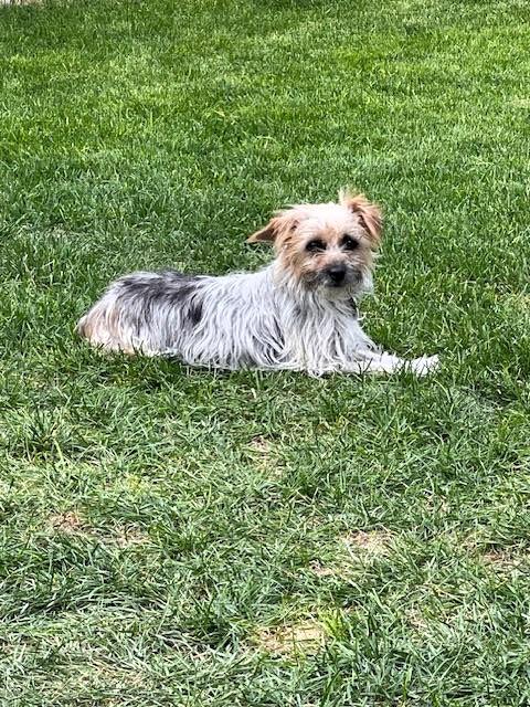 Jasmine, a Adoptable Silky Terrier in Salt Lake City, UT image 6/6