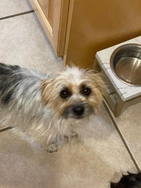 Jasmine, a Adoptable Silky Terrier in Salt Lake City, UT image 4/6