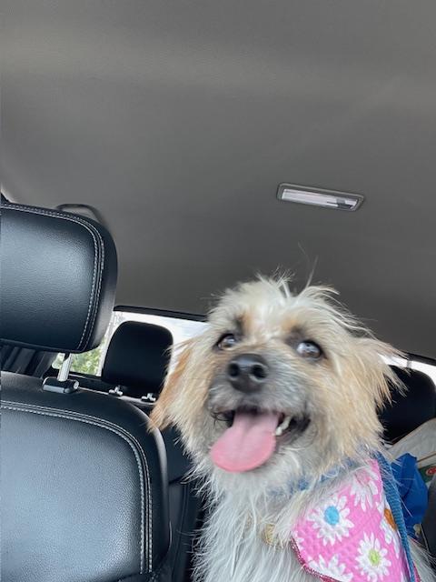 Jasmine, a Adoptable Silky Terrier in Salt Lake City, UT image 5/6