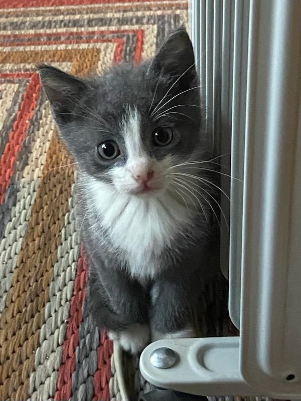 Enlarge Pipin, a Adopted Tuxedo in Grand Junction, CO image 1/1