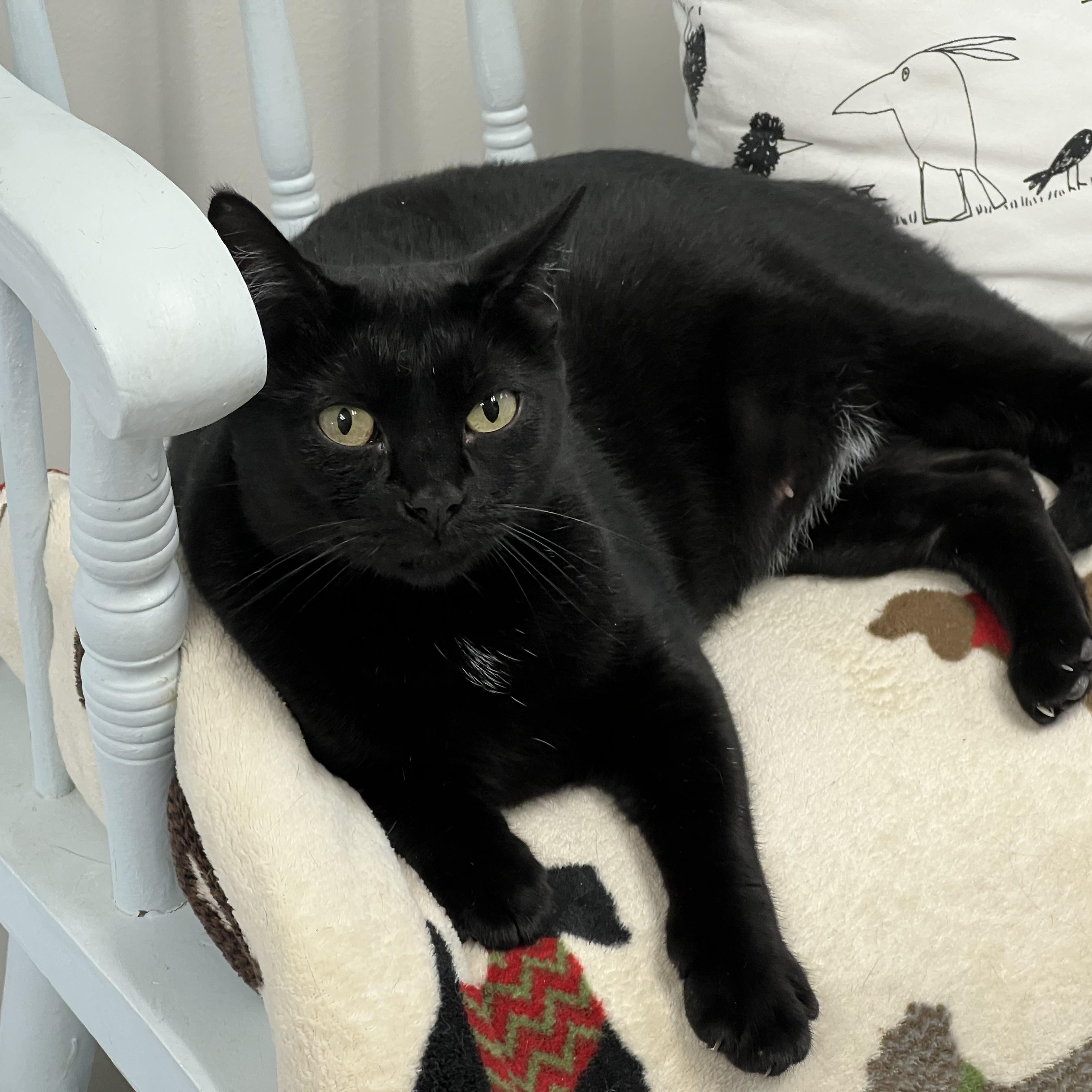 Sally, Adoptable, Young Female Domestic Short Hair.
