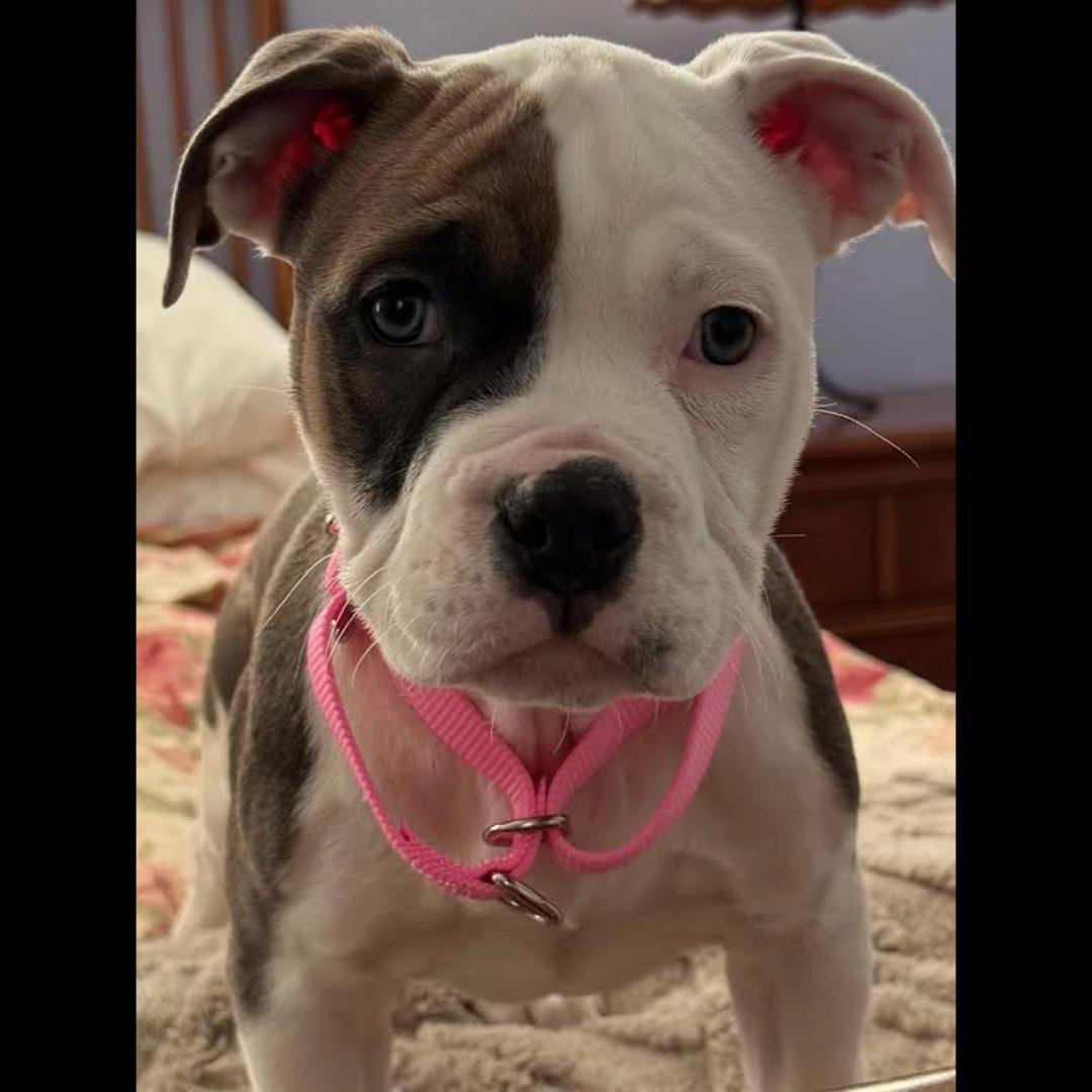 Enlarge Loila Moila, an adopted mixed breed in Midlothian, VA image 4/5