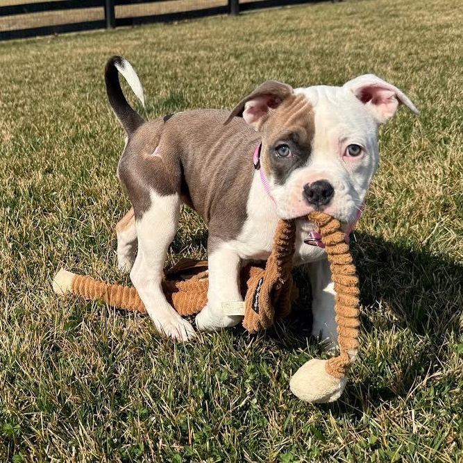 Enlarge Loila Moila, an adopted mixed breed in Midlothian, VA image 1/5