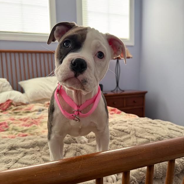 Enlarge Loila Moila, an adopted mixed breed in Midlothian, VA image 5/5