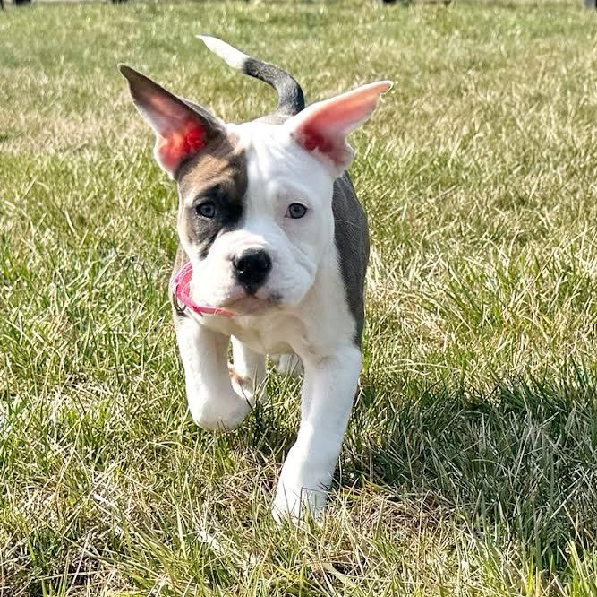 Enlarge Loila Moila, an adopted mixed breed in Midlothian, VA image 2/5