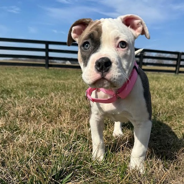 Enlarge Loila Moila, an adopted mixed breed in Midlothian, VA image 3/5