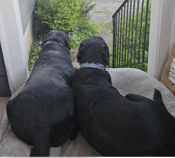 Duke, a ADOPTABLE Black Labrador Retriever in Seattle, WA image 3/3