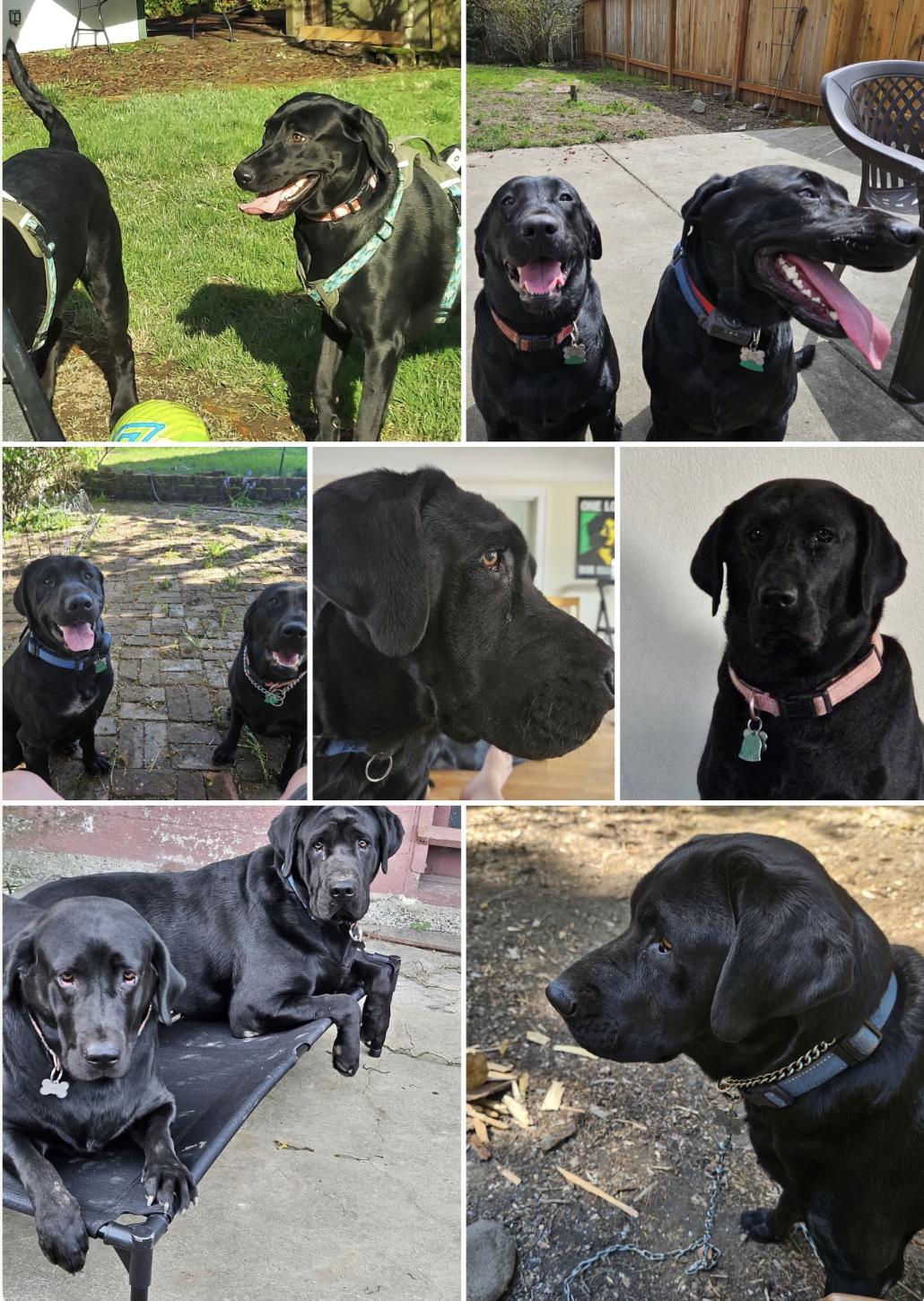 Duke, a ADOPTABLE Black Labrador Retriever in Seattle, WA image 2/3