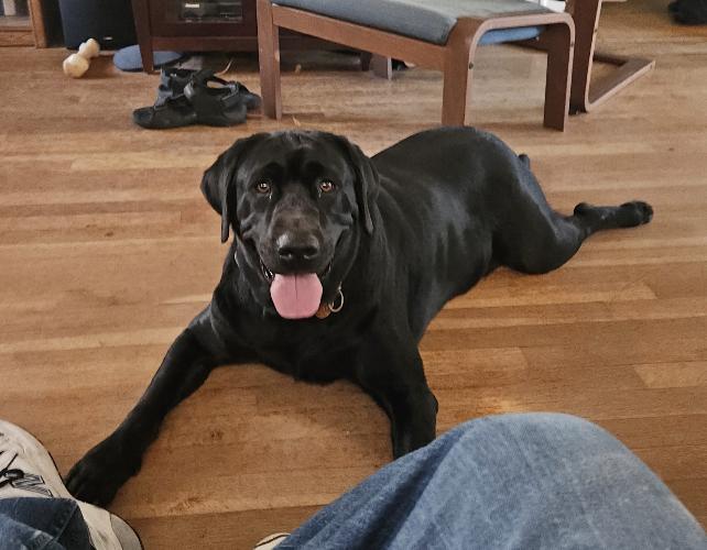Duke, ADOPTABLE, Adult Male Black Labrador Retriever.