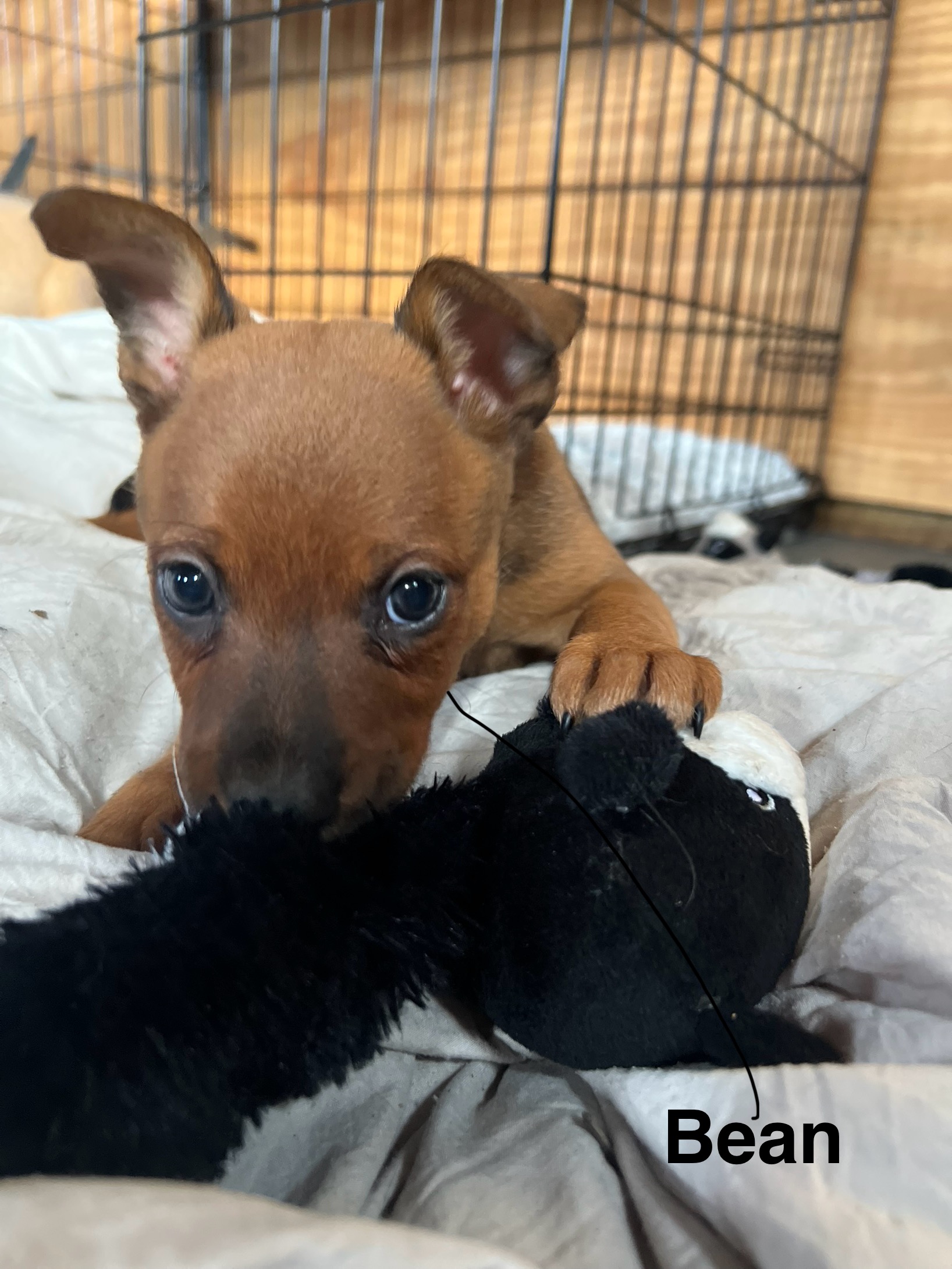 Dog for adoption Bean, a Miniature Pinscher Mix in Romeoville, IL