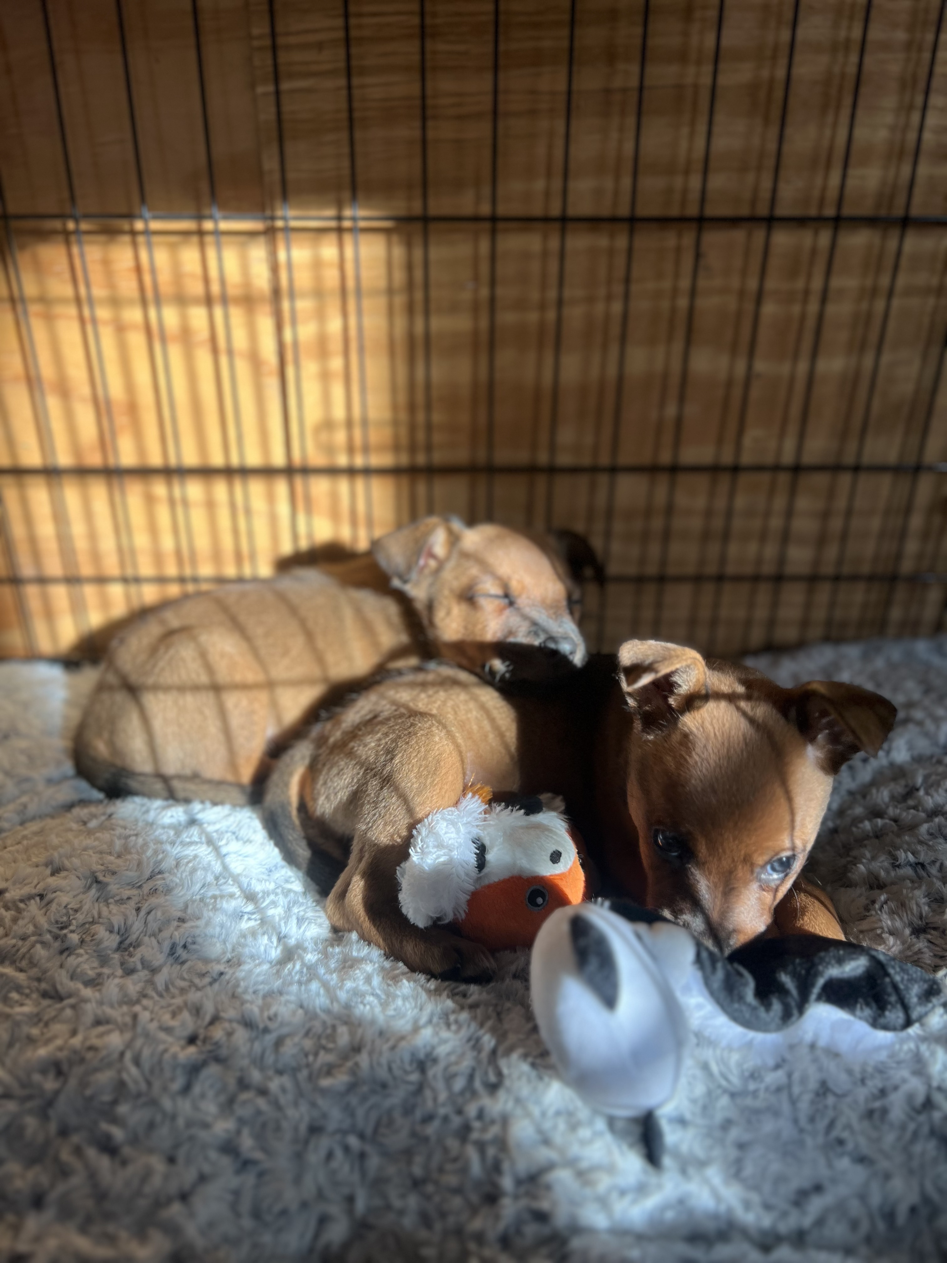 Dog for adoption Bean, a Miniature Pinscher Mix in Romeoville, IL