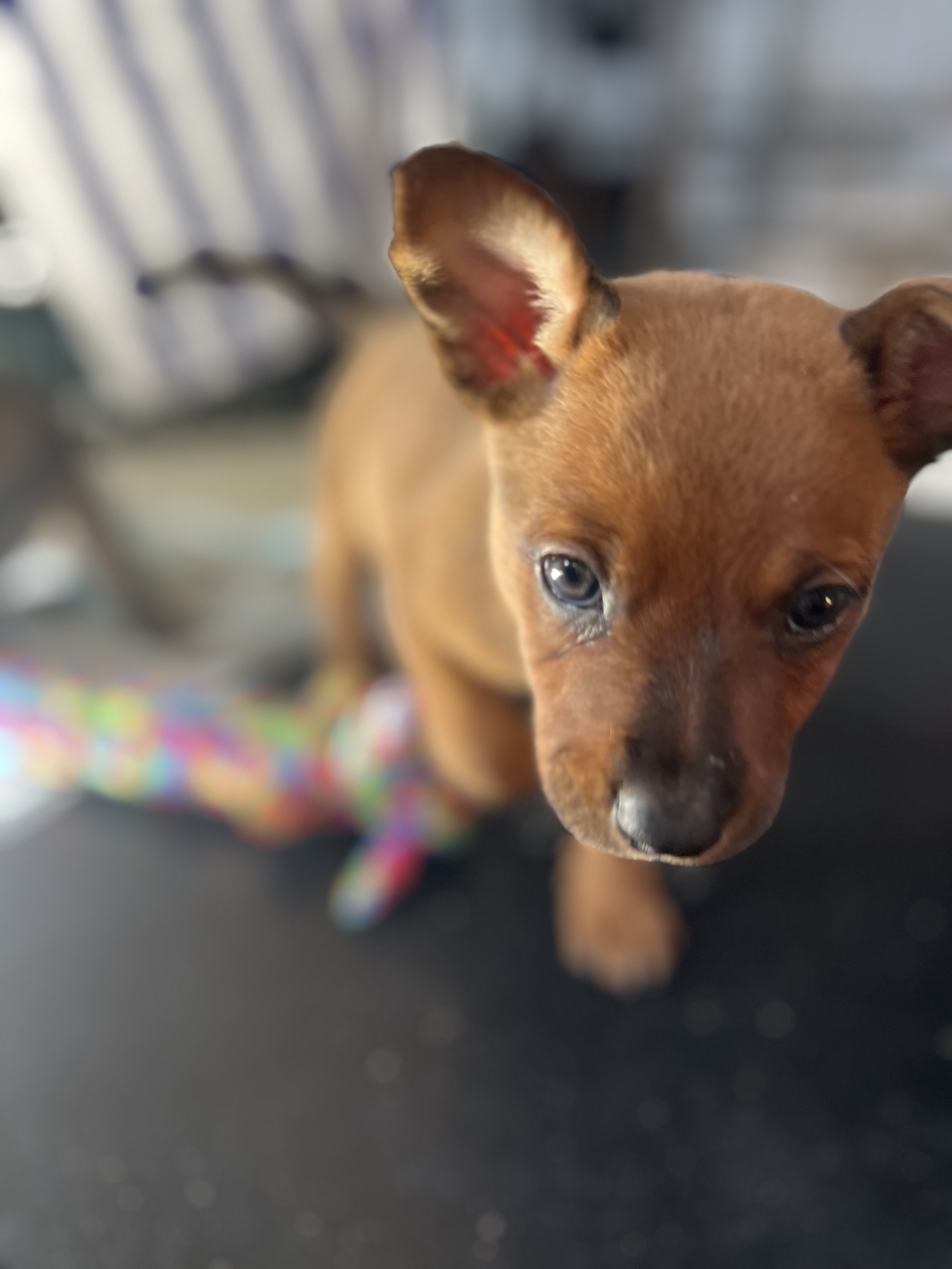 Dog for adoption Bean, a Miniature Pinscher Mix in Romeoville, IL