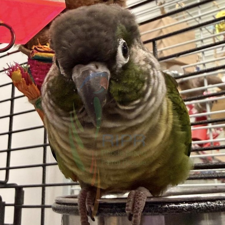Enlarge Gary, an adopted Conure in Warwick, RI image 3/3