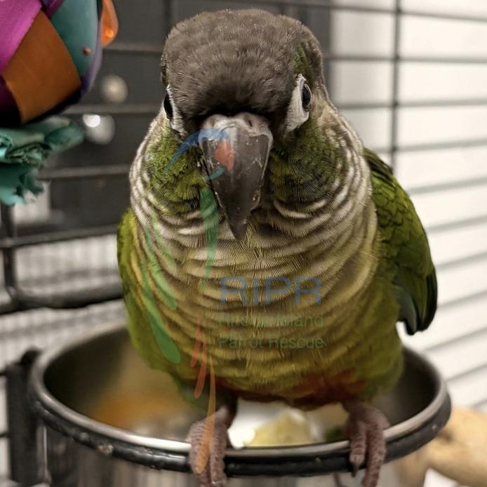 Enlarge Gary, an adopted Conure in Warwick, RI image 2/3