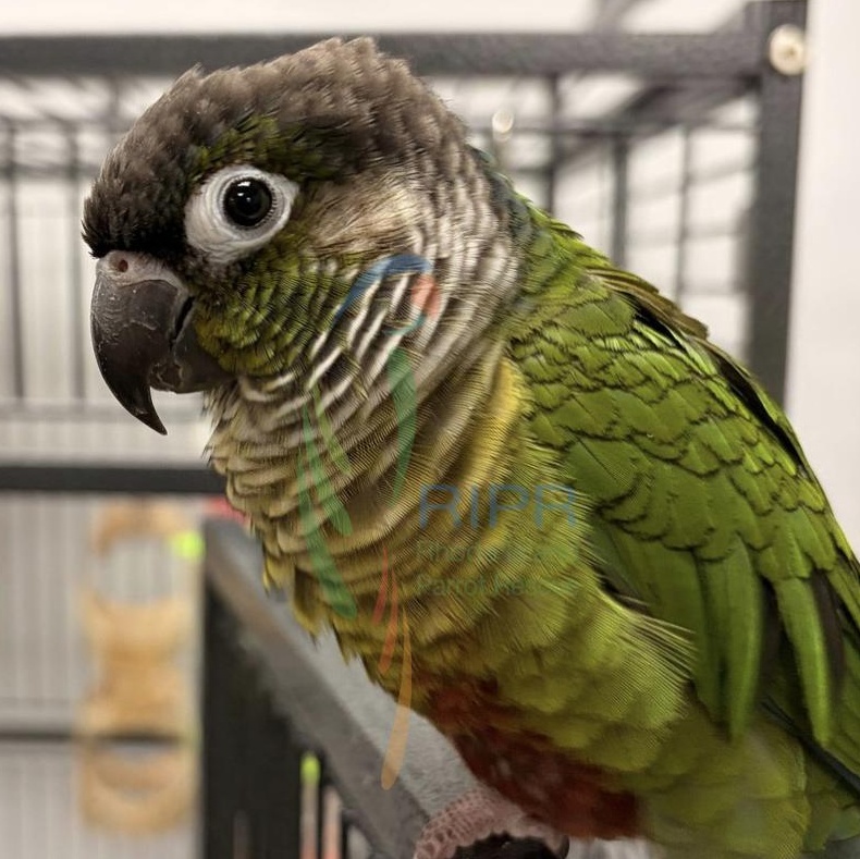 Gary, adopted, Adult Unknown Conure.