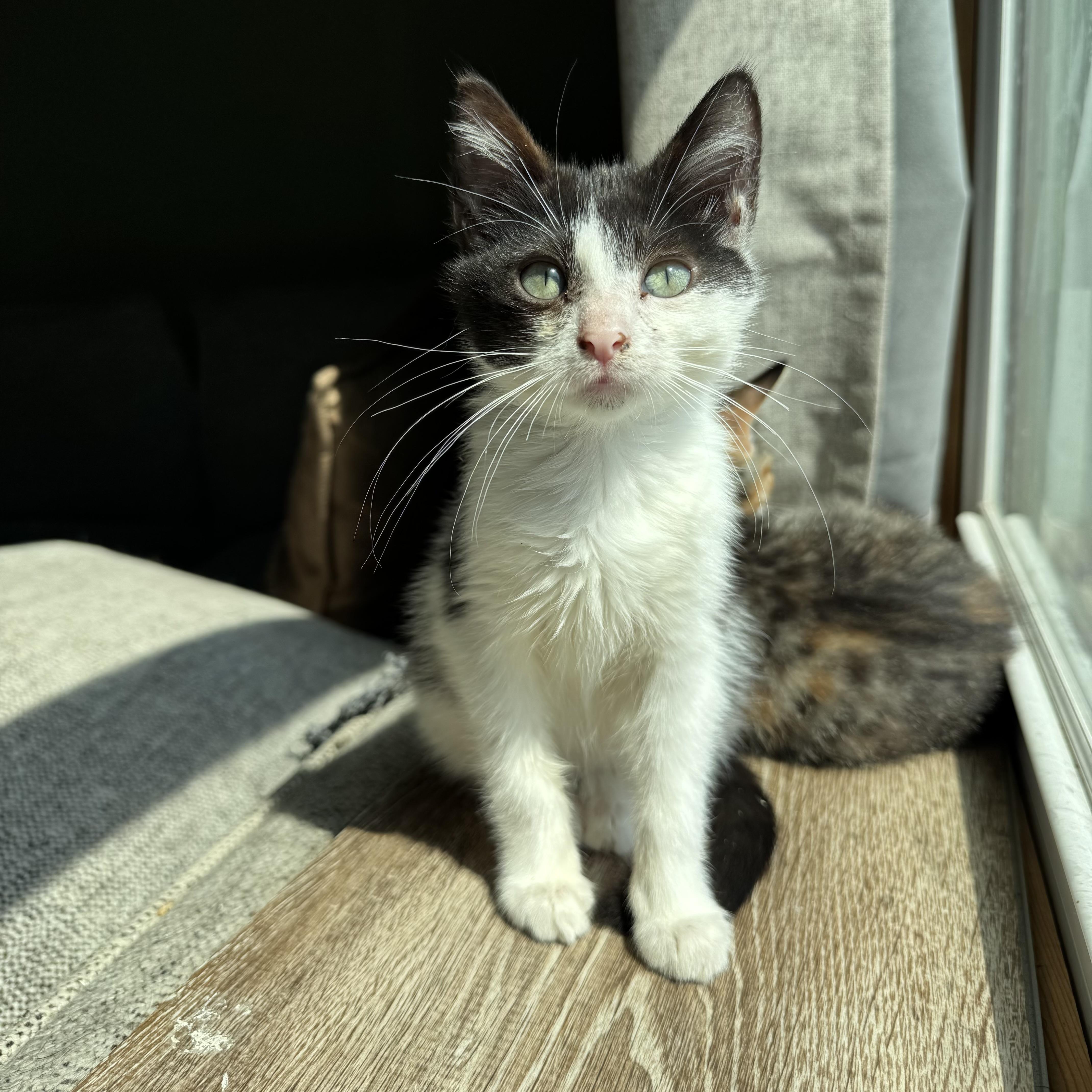 Gabbi, ADOPTABLE, Kitten Female Domestic Short Hair.