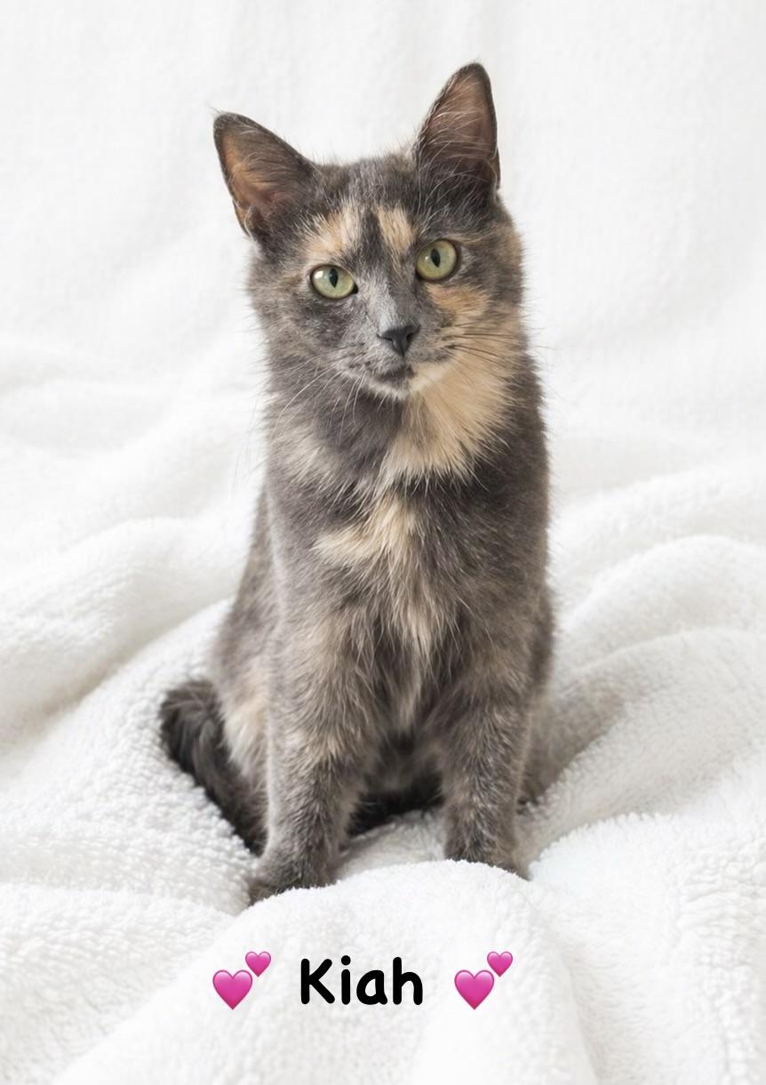 Kiah, ADOPTABLE, Young Female Dilute Tortoiseshell.