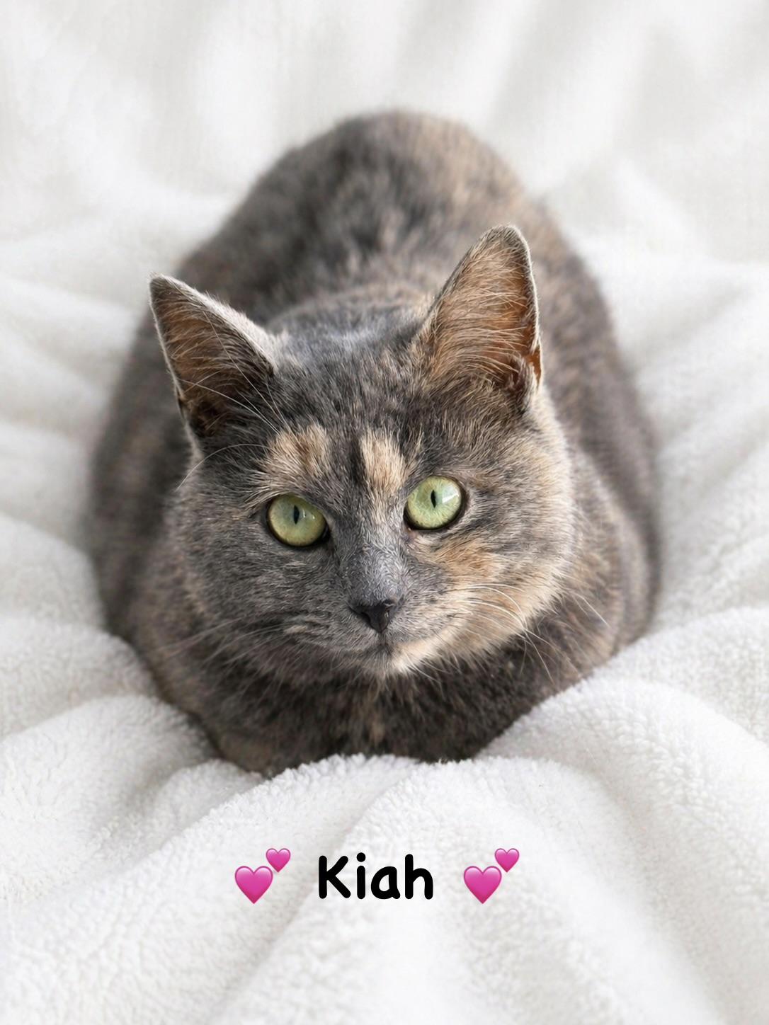 Enlarge Kiah, a ADOPTABLE Dilute Tortoiseshell in Copley, OH image 2/2