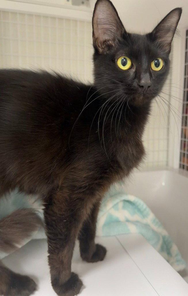 Sabrina 26-26, Adoptable, Young Female Domestic Short Hair.