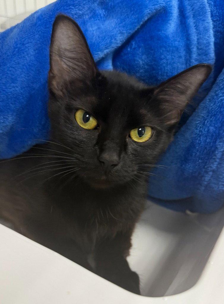 Enlarge Sabrina 26-26, a Adoptable Domestic Short Hair in St. Helens, OR image 2/2