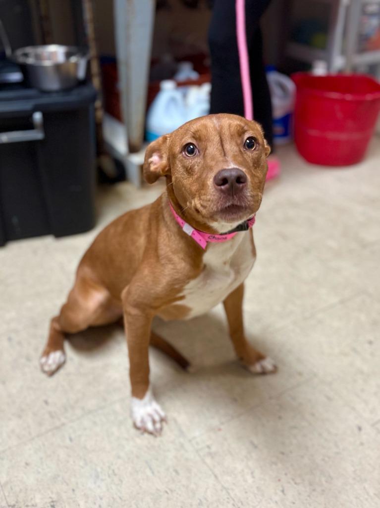 Chona, Adopted, Young Female Pit Bull Terrier & Mixed Breed.
