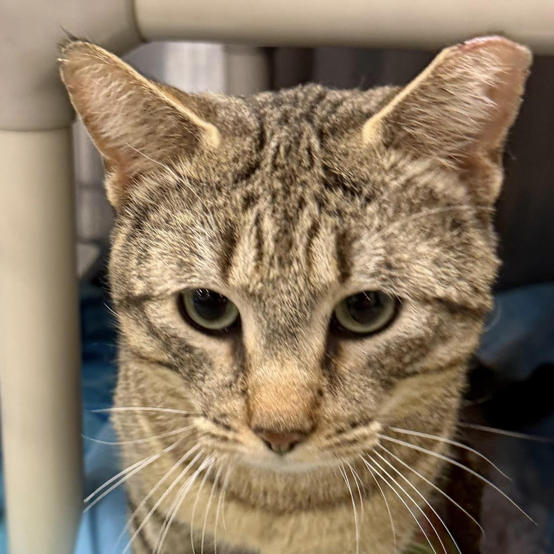 Octavian, ADOPTABLE, Adult Male Domestic Short Hair.