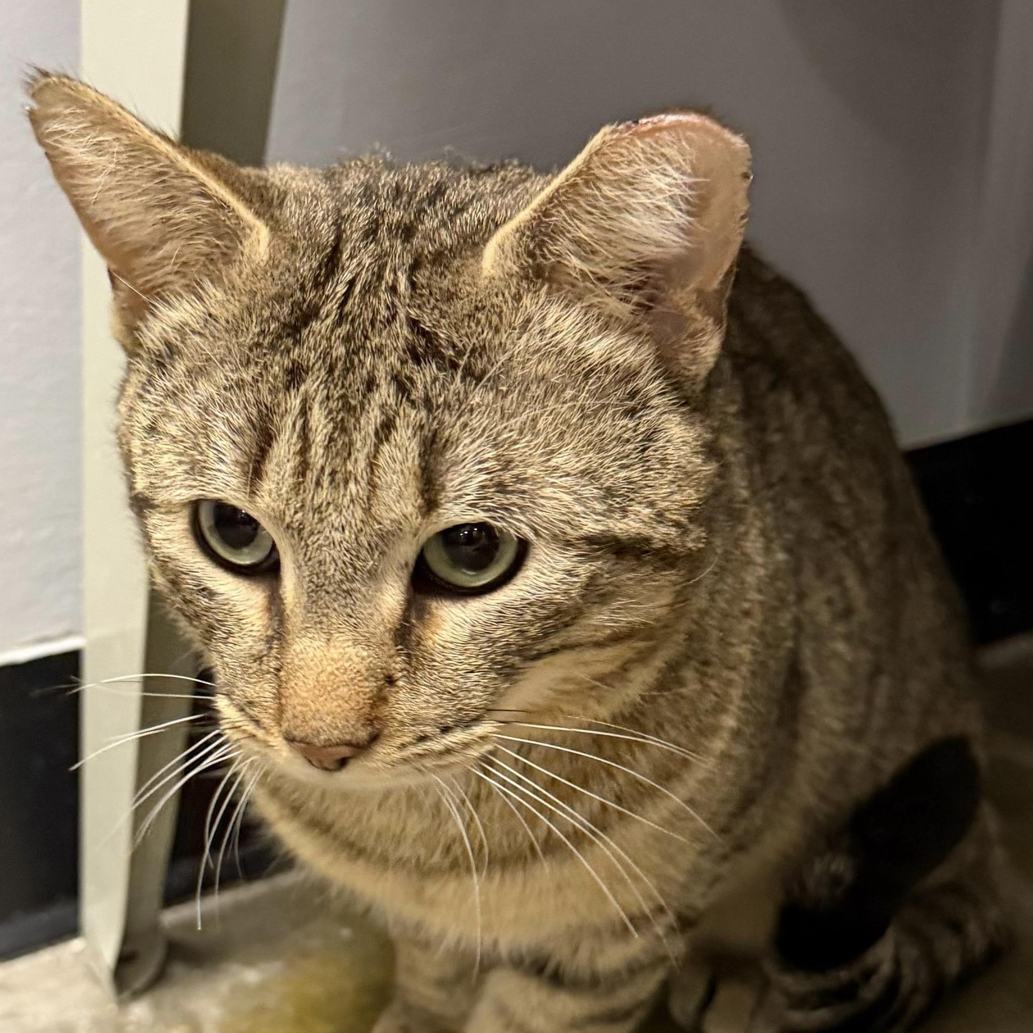 Enlarge Octavian, an adopted Domestic Short Hair in Maple Shade, NJ image 2/2