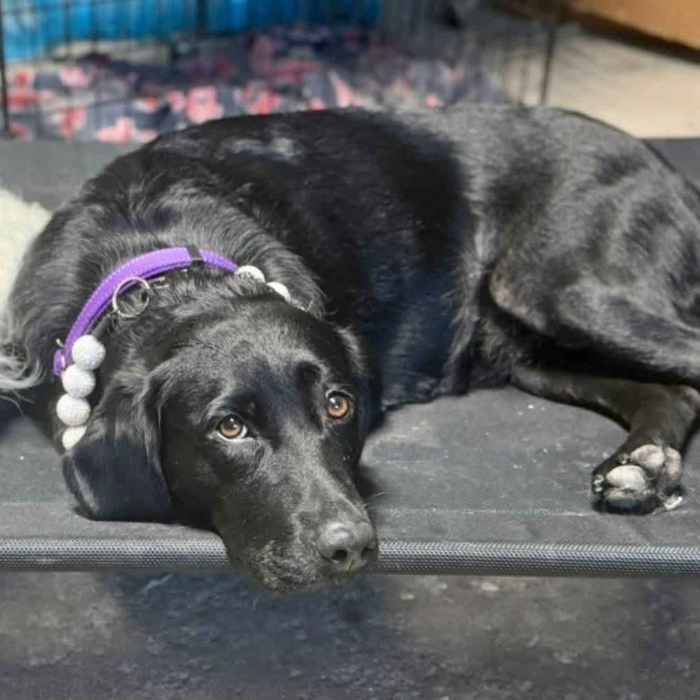 Eclipse, a Adoptable Black Labrador Retriever in East Peoria, IL image 3/4