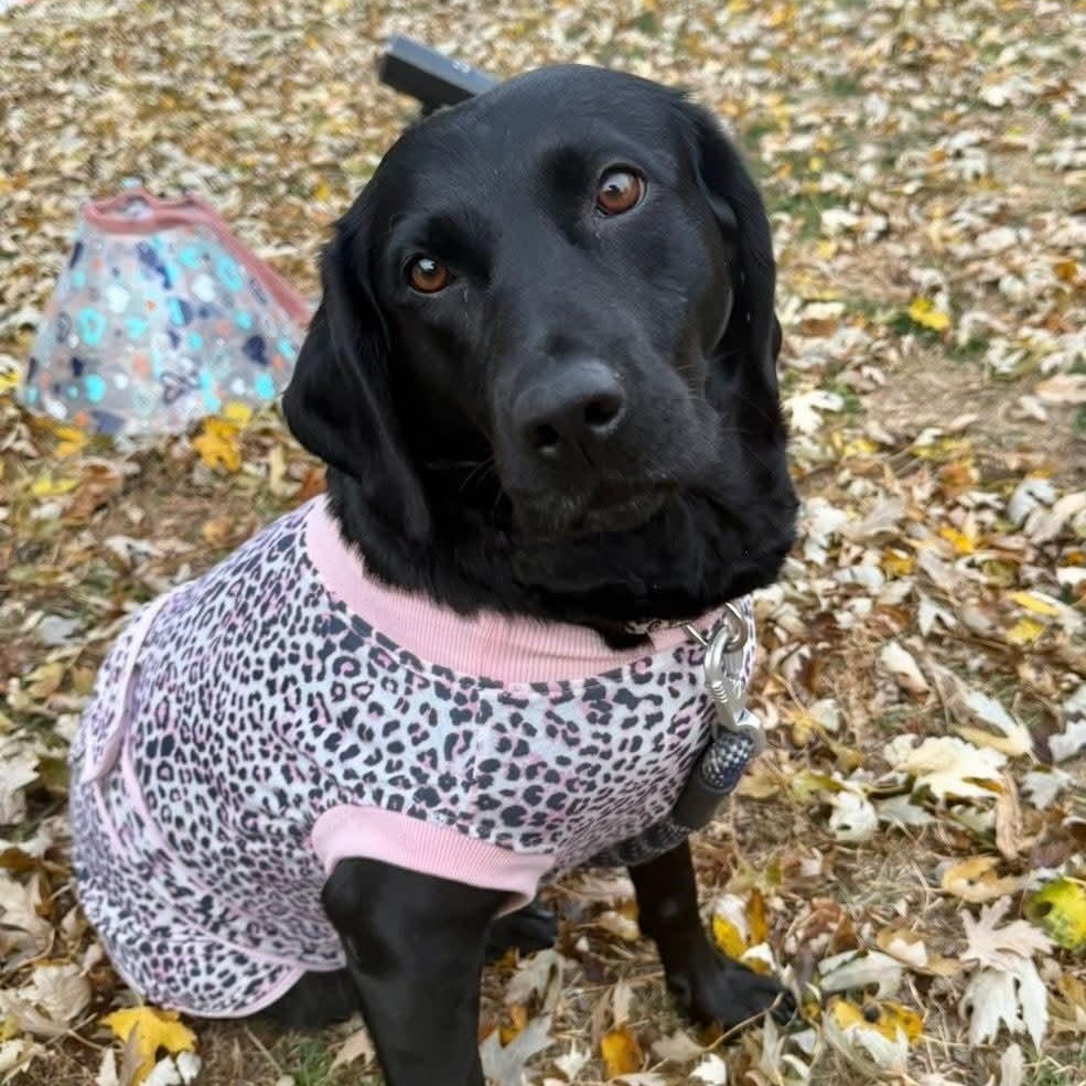Eclipse, a Adoptable Black Labrador Retriever in East Peoria, IL image 2/4