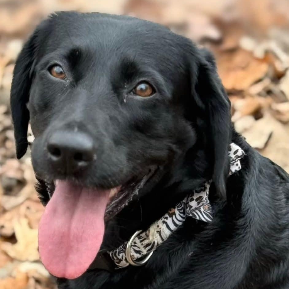 Eclipse, Adoptable, Adult Female Black Labrador Retriever.