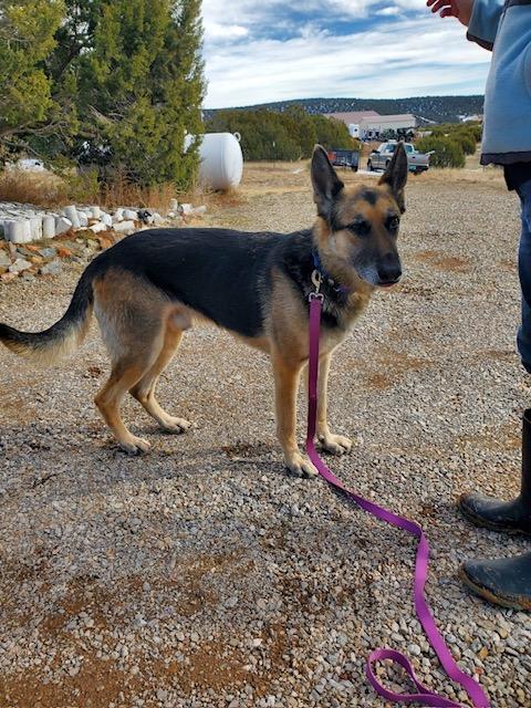 Enlarge Bear, a ADOPTABLE German Shepherd Dog in Albuquerque, NM image 1/3