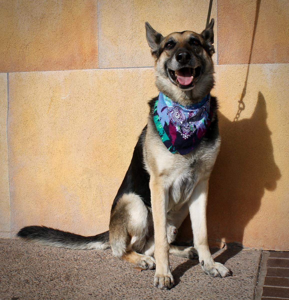 Enlarge Bear, a ADOPTABLE German Shepherd Dog in Albuquerque, NM image 3/6
