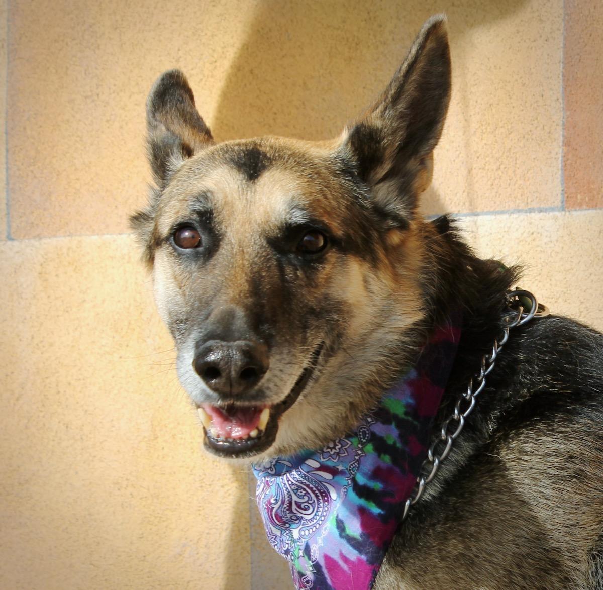 Enlarge Bear, a ADOPTABLE German Shepherd Dog in Albuquerque, NM image 5/6
