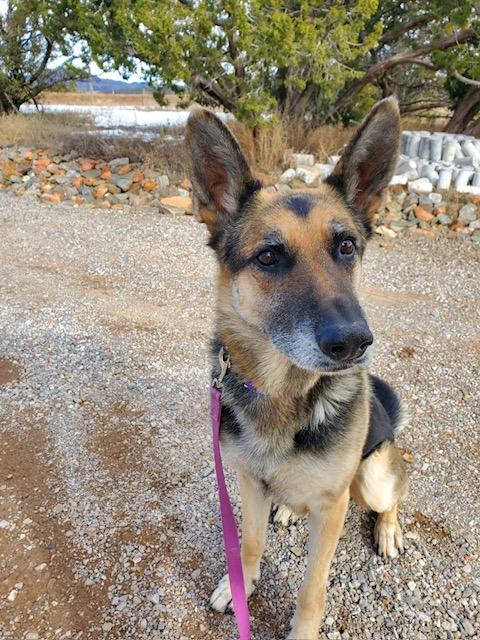 Enlarge Bear, a ADOPTABLE German Shepherd Dog in Albuquerque, NM image 2/3