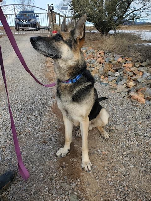 Enlarge Bear, a ADOPTABLE German Shepherd Dog in Albuquerque, NM image 3/3