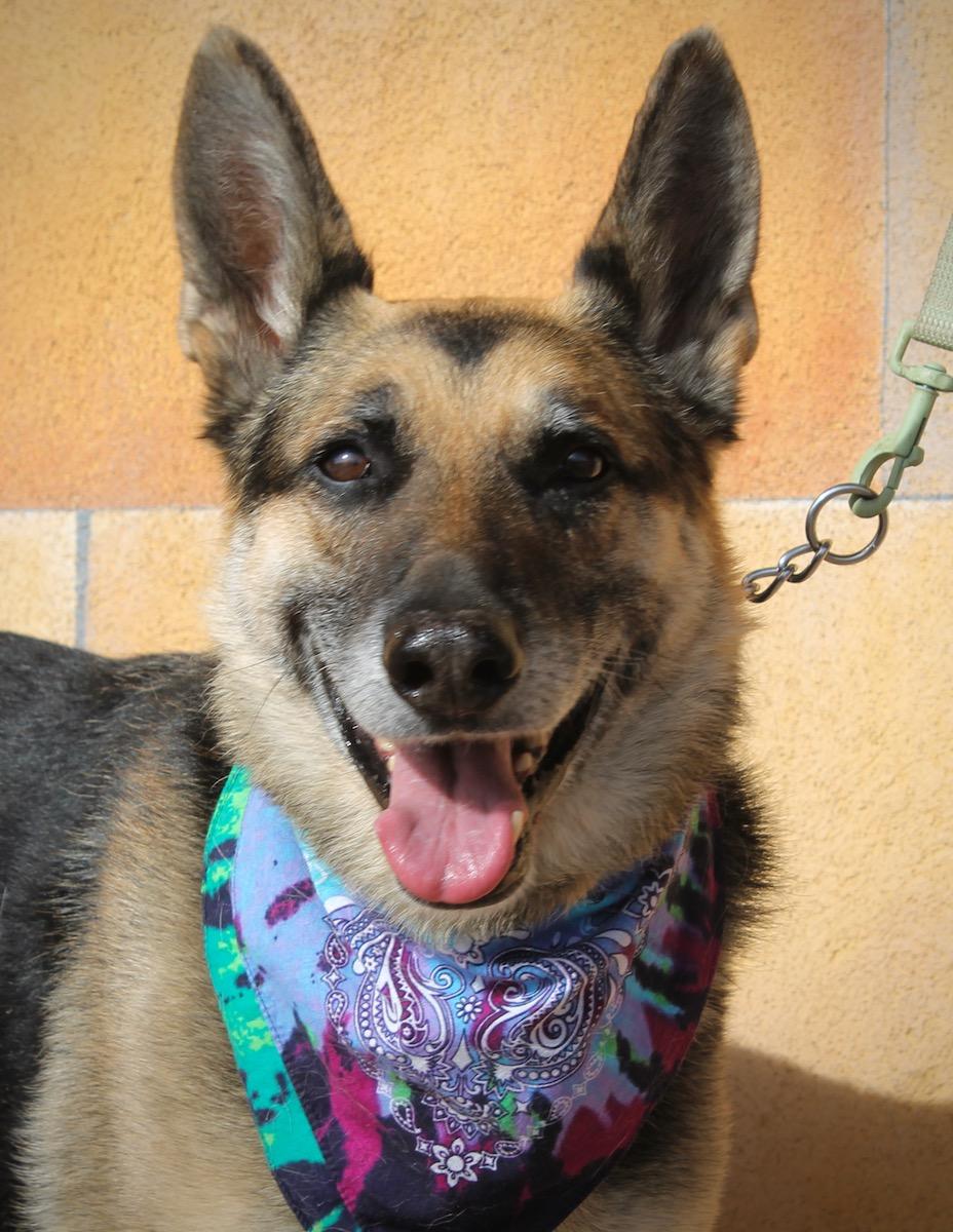 Bear, ADOPTABLE, Adult Male German Shepherd Dog.