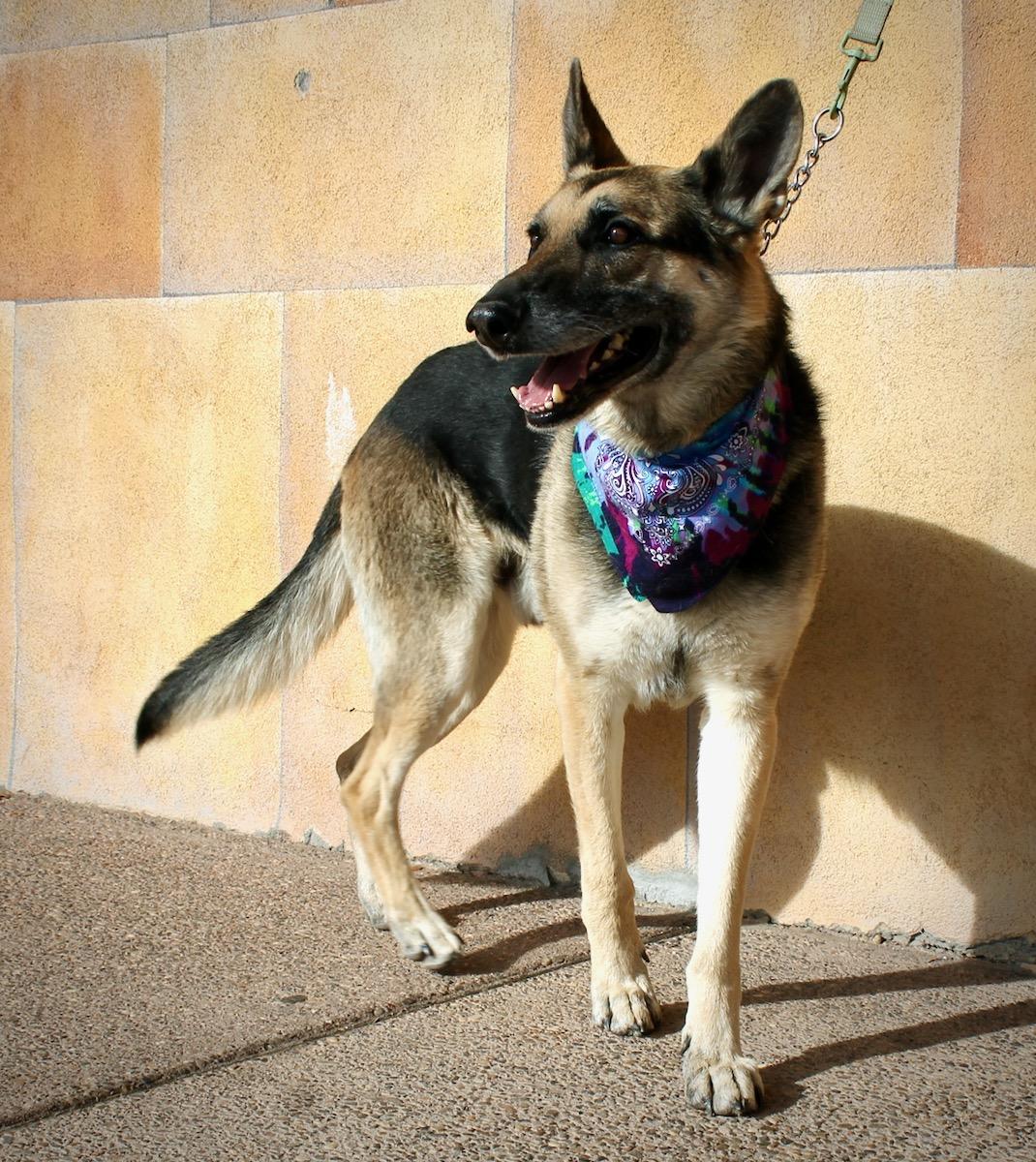 Enlarge Bear, a ADOPTABLE German Shepherd Dog in Albuquerque, NM image 6/6